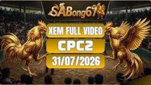 Video Đá Gà CPC2 – Tổng Hợp 31/07/2026 Tại SABONG67