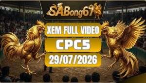 Video Đá Gà CPC5 – Tổng Hợp 29/07/2026 Tại SABONG67